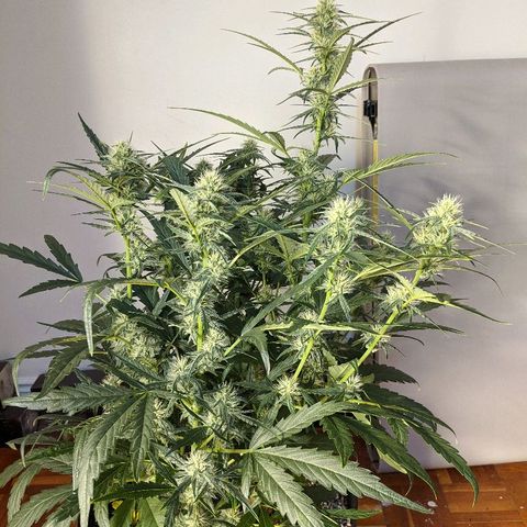 Double grape #1 growlog timeline photo