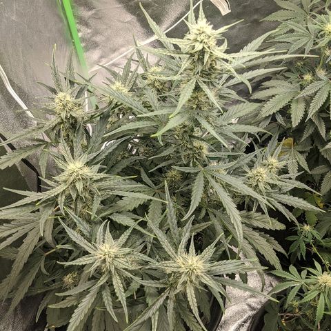 Double grape #1 growlog timeline photo