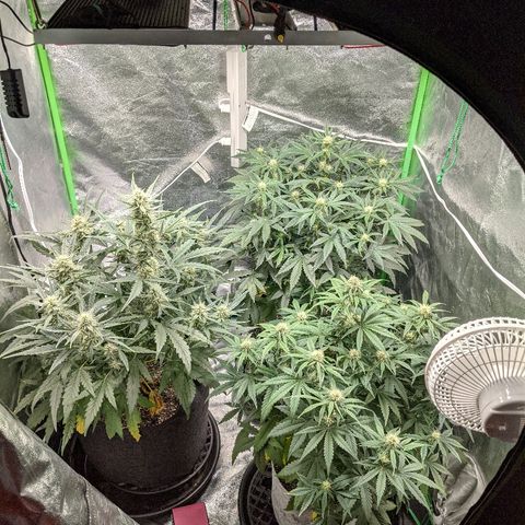 Double grape #1 growlog timeline photo