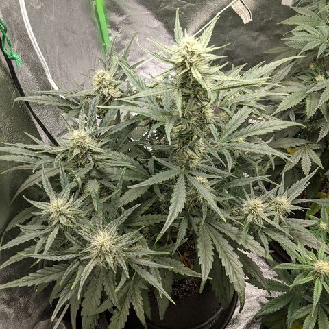 Double grape #1 growlog timeline photo