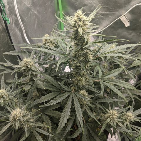 Double grape #1 growlog timeline photo