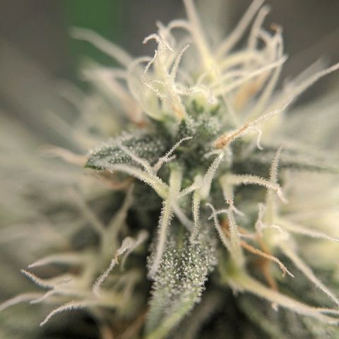 Double grape #1 growlog timeline photo