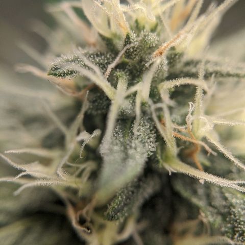 Double grape #1 growlog timeline photo