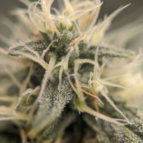 Double grape #1 growlog timeline photo