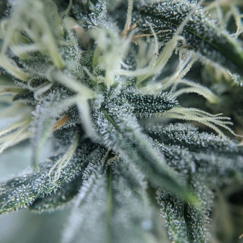 Double grape #1 growlog timeline photo