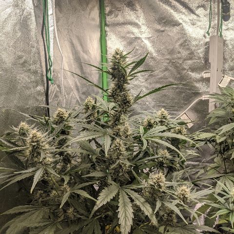 Double grape #1 growlog timeline photo