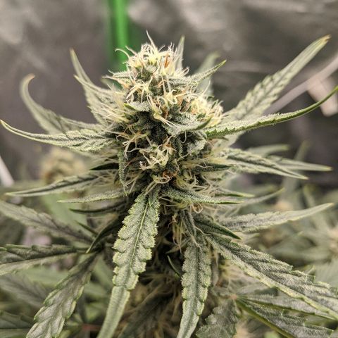 Double grape #1 growlog timeline photo