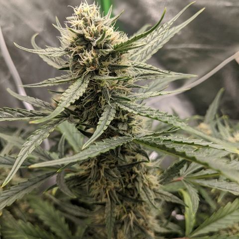 Double grape #1 growlog timeline photo