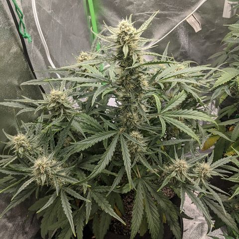 Double grape #1 growlog timeline photo