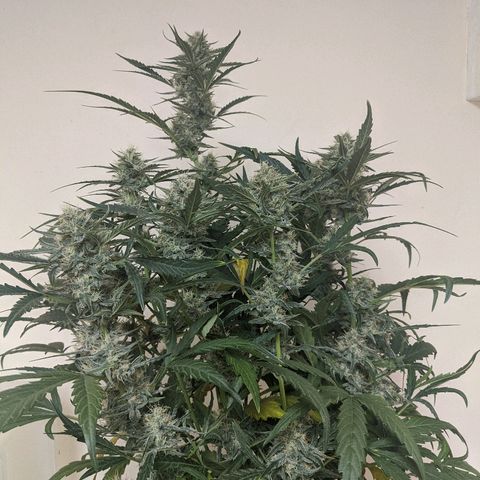 Double grape #1 growlog timeline photo