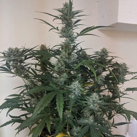 Double grape #1 growlog timeline photo