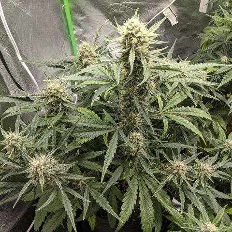 Double grape #1 growlog timeline photo