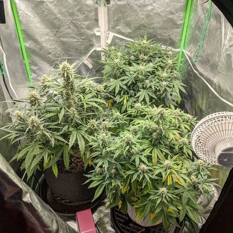Double grape #1 growlog timeline photo