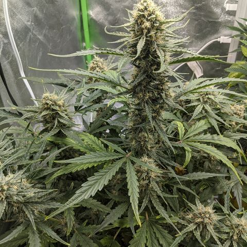Double grape #1 growlog timeline photo