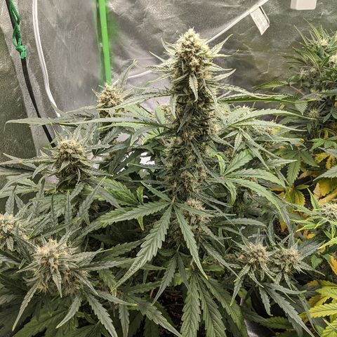 Double grape #1 growlog timeline photo