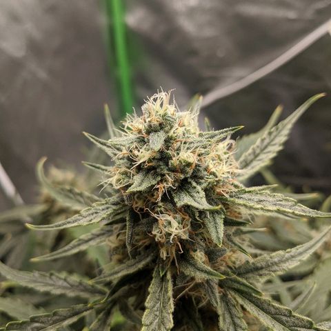 Double grape #1 growlog timeline photo
