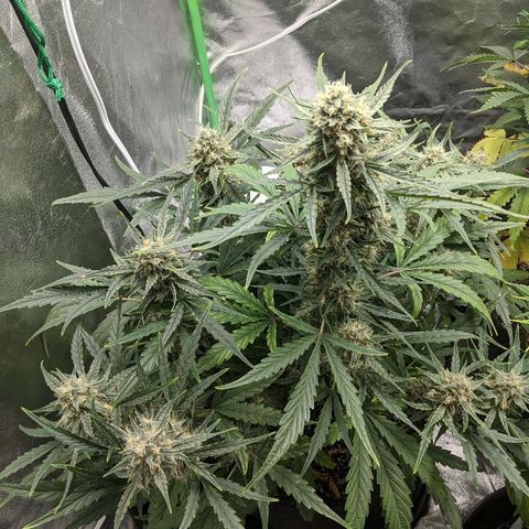 Double grape #1 growlog timeline photo