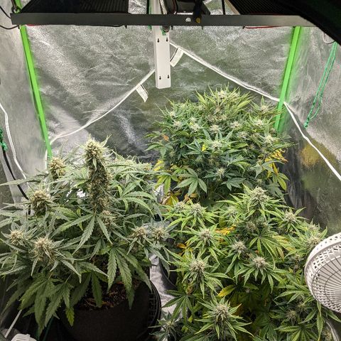 Double grape #1 growlog timeline photo