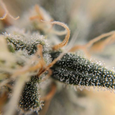 Double grape #1 growlog timeline photo