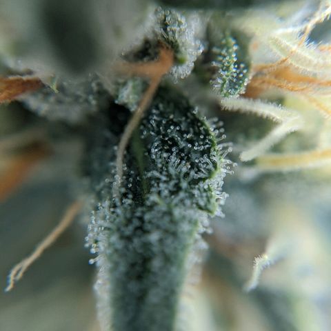 Double grape #1 growlog timeline photo
