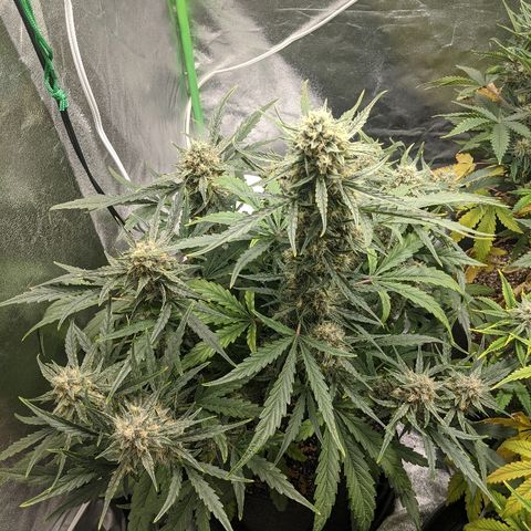 Double grape #1 growlog timeline photo