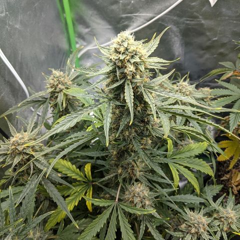 Double grape #1 growlog timeline photo