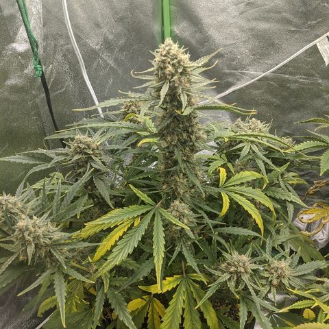 Double grape #1 growlog timeline photo
