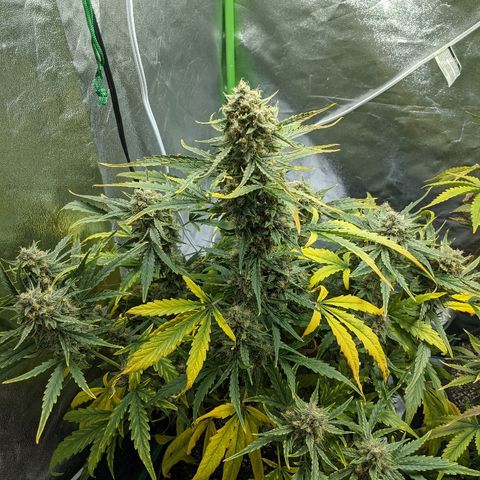 Double grape #1 growlog timeline photo