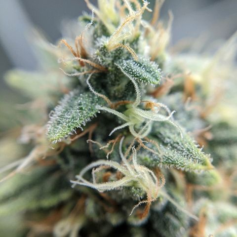 Double grape #1 growlog timeline photo