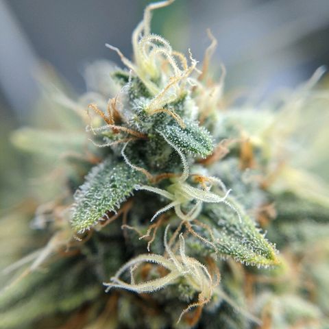 Double grape #1 growlog timeline photo