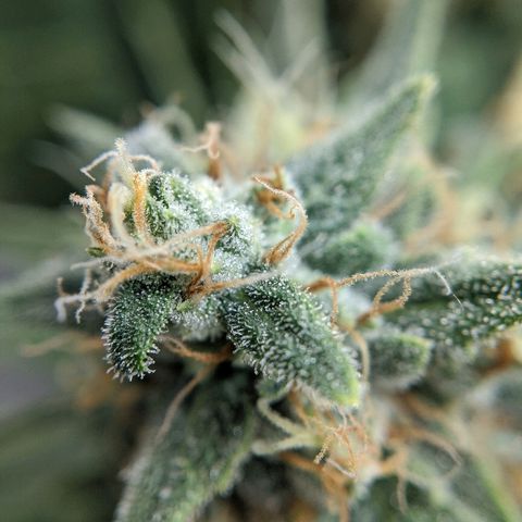 Double grape #1 growlog timeline photo