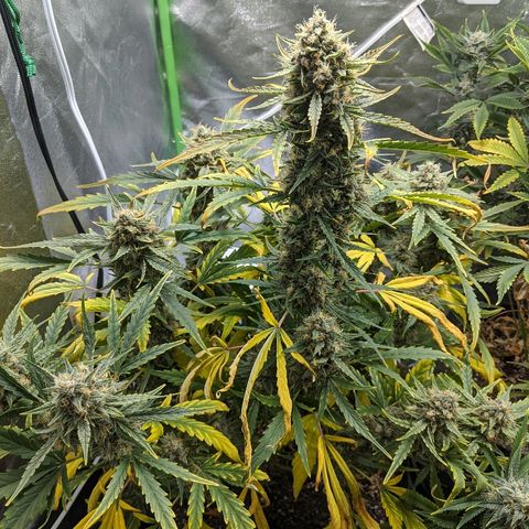 Double grape #1 growlog timeline photo