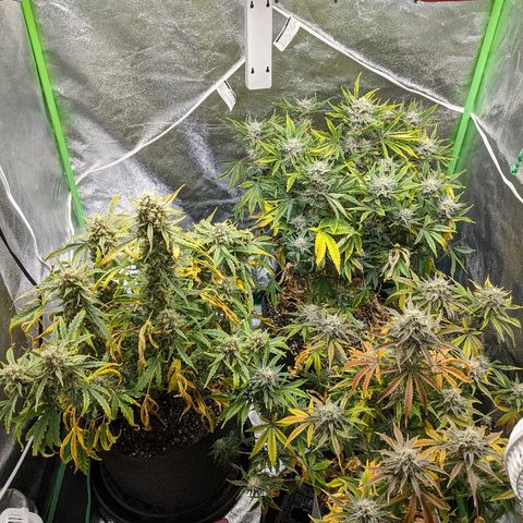 Double grape #1 growlog timeline photo