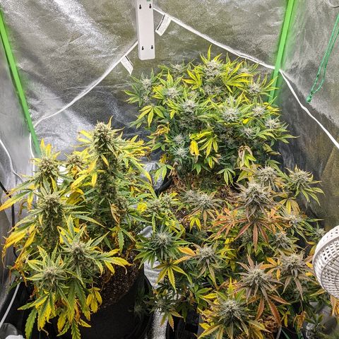 Double grape #1 growlog timeline photo