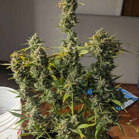 Double grape #1 growlog timeline photo