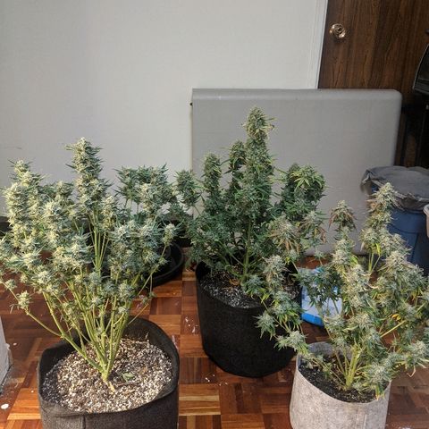 Double grape #1 growlog timeline photo