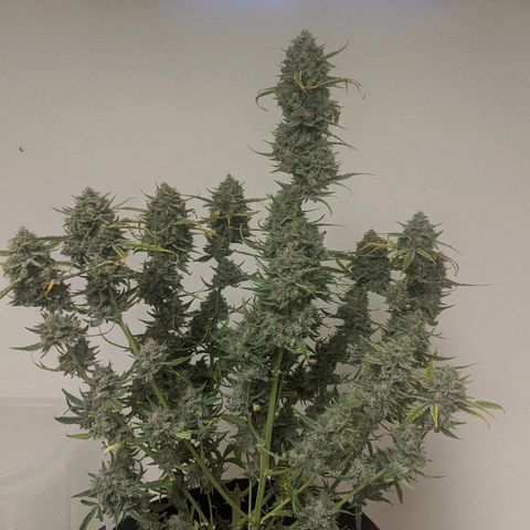 Double grape #1 growlog timeline photo