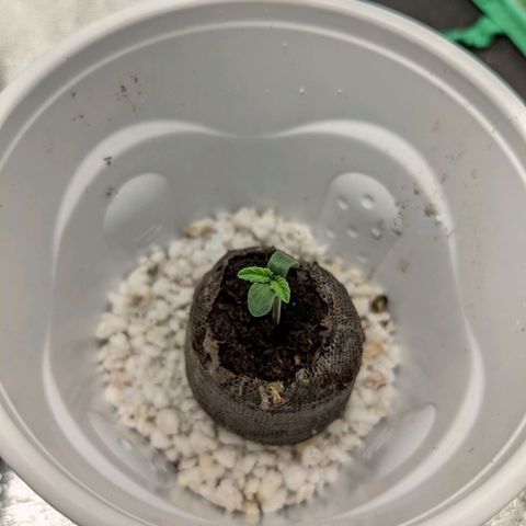 🧀  Canna Cheese growlog timeline photo