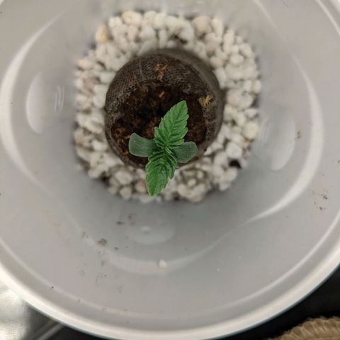🧀  Canna Cheese growlog timeline photo