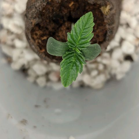 🧀  Canna Cheese growlog timeline photo