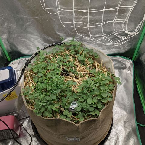 🧀  Canna Cheese growlog timeline photo