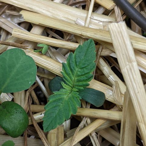 🧀  Canna Cheese growlog timeline photo