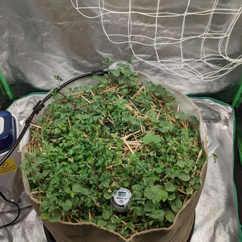 🧀  Canna Cheese growlog timeline photo