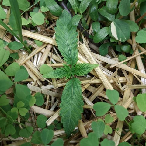 🧀  Canna Cheese growlog timeline photo