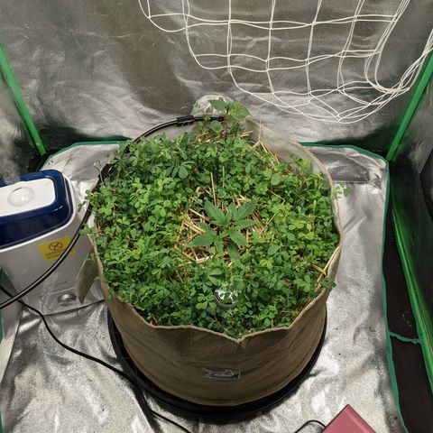 🧀  Canna Cheese growlog timeline photo