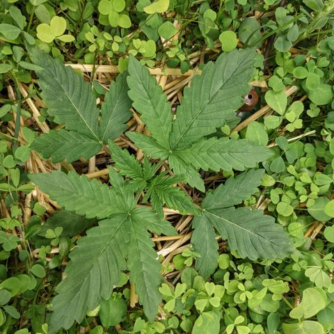 🧀  Canna Cheese growlog timeline photo