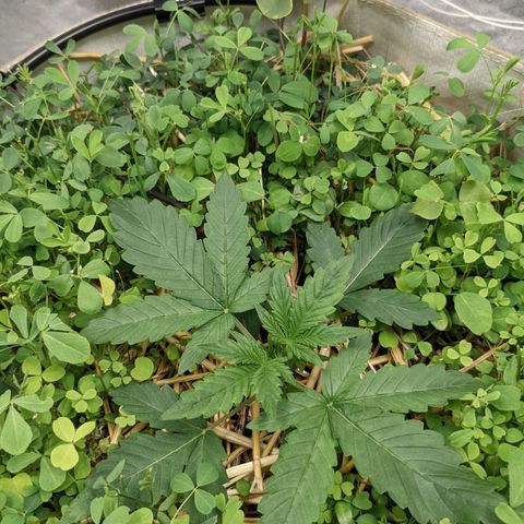 🧀  Canna Cheese growlog timeline photo