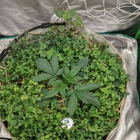 🧀  Canna Cheese growlog timeline photo