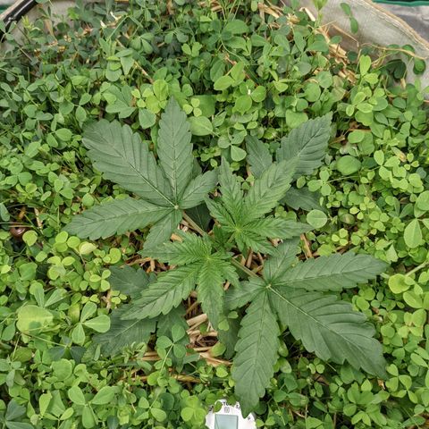 🧀  Canna Cheese growlog timeline photo