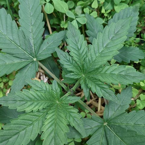 🧀  Canna Cheese growlog timeline photo